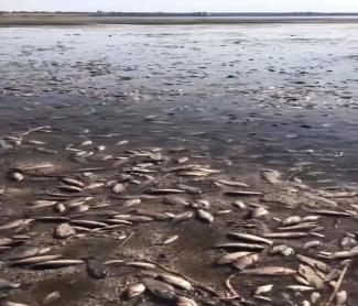 Підрив каховської ГЕС: Екологічна катастрофа « Відео | Мобільна версія |  Цензор.НЕТ